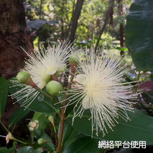 Syzygium jambos (L.) Alston??