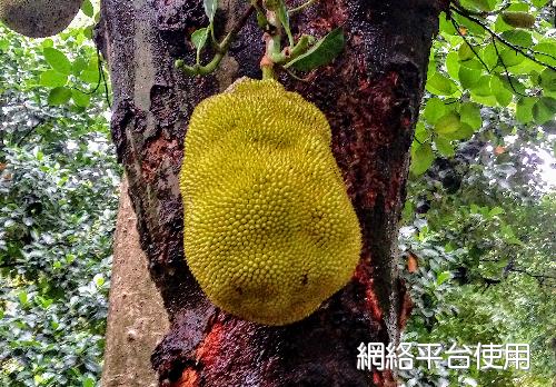 <I>Artocarpus</I> <I>heterophyllus</I> Lam. ???