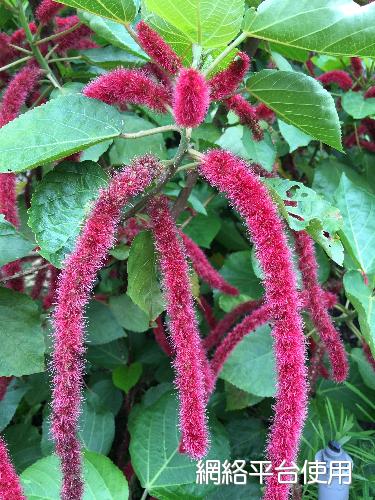 Acalypha hispida Burm. f.????