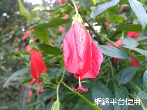 <I>Malvaviscus</I> <I>arboreus</I> (L.) Cav. ????