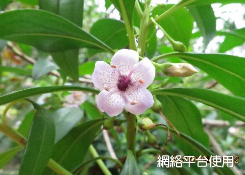 <I>Myoporum</I> <I>bontioides</I> (Sieb. & Zucc.) A. Gray&nbsp;???