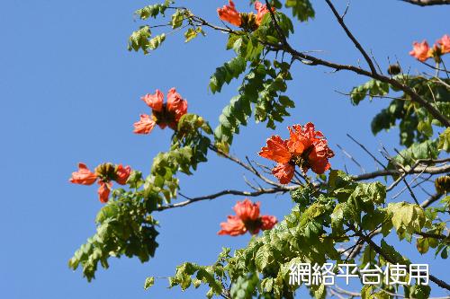 Spathodea campanulata Beauv.???