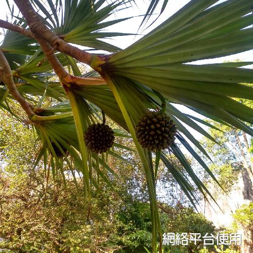 Pandanus utilis Bory?????