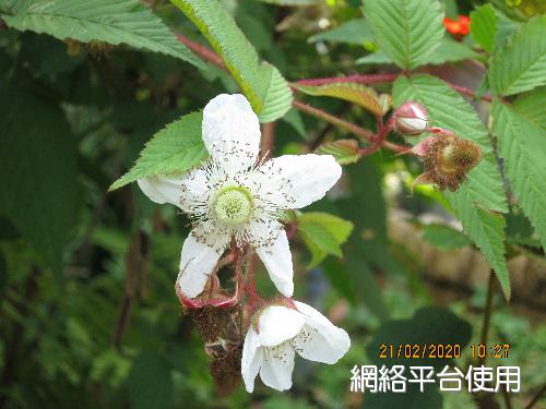 Rubus croceacanthus H. Le