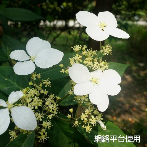 Hydrangea chinensis Maxim.&nbsp;???