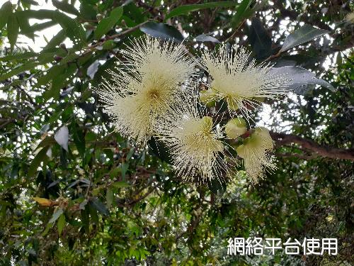 Syzygium jambos (L.) Alston??