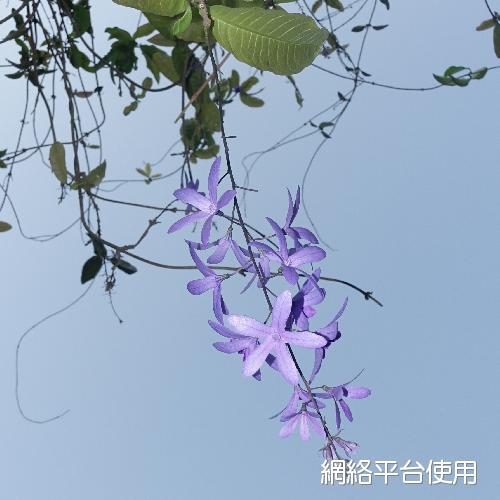 Petrea volubilis Jacq.???