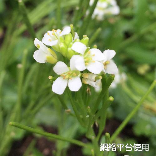 Arabis stelleris DC. var. japonica (A. Gray) Fr. Schmidt?????