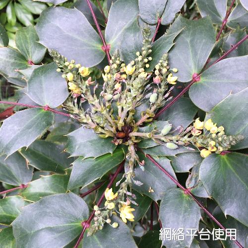 <I>Mahonia</I> <I>oiwakensis</I> Hayata ???????