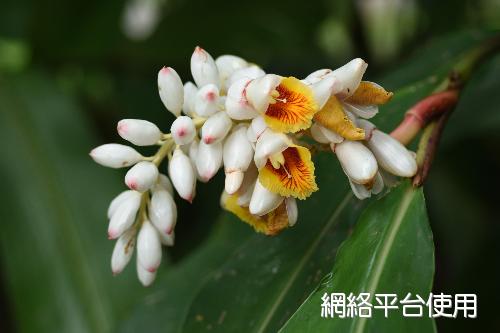 <I>Alpinia</I> <I>tonrokuensis</I> Hayata ????