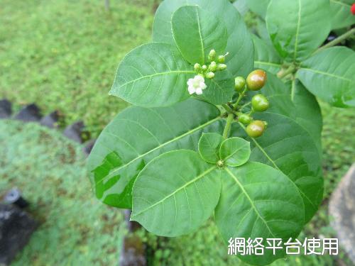 Rauvolfia tetraphylla L.?????