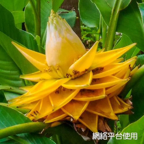 <I>Musella</I> <I>lasiocarpa</I> (Franch.) H. W. Li&nbsp;????