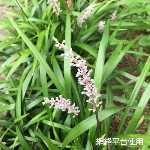 Liriope spicata (Thunb.) Lour.???