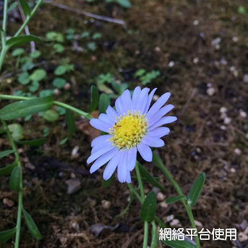 Aster oldhamii Hemsl.&nbsp;?????