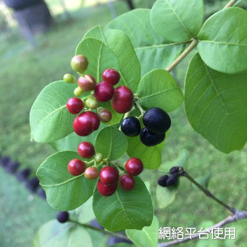 Rauvolfia tetraphylla L.?????