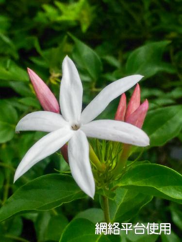 Jasminum dichotomum Vahl