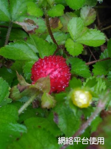 <I>Duchesnea</I> <I>chrysantha</I> (Zoll. & Moritzi) Miq.&nbsp;????