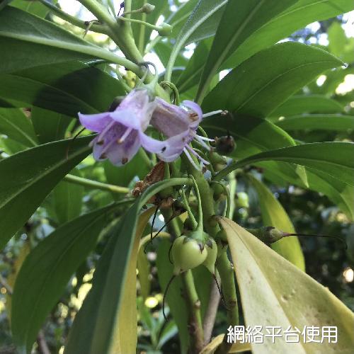 Myoporum bontioides (Sieb. & Zucc.) A. Gray???