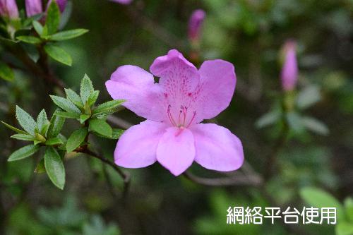<I>Rhododendron</I> <I>kanehirae</I> Wilson 