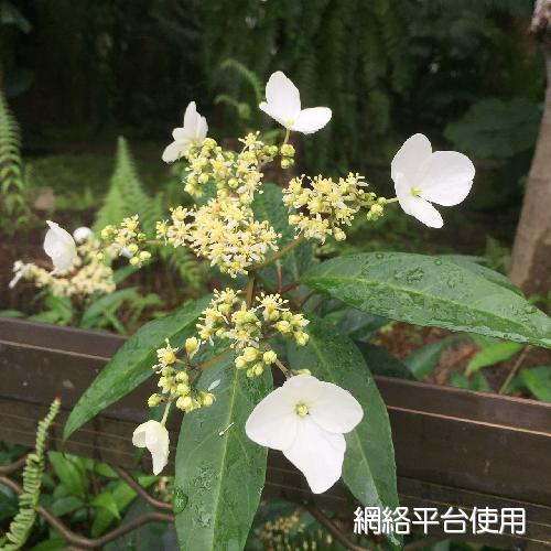 Hydrangea chinensis Maxim.&nbsp;???