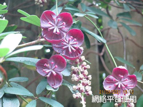 Akebia longeracemosa Matsum.????