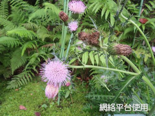 Cirsium japonicum DC. var. australe Kitamura????