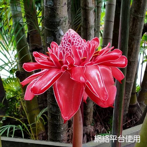 <I>Etlingera</I> <I>elatior</I> (Jack) R. M. Sm.&nbsp;???