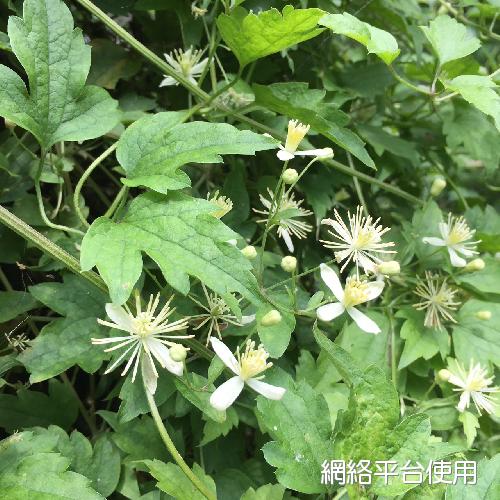 <I>Clematis</I> <I>grata</I> Wall.&nbsp;???