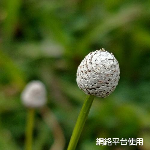 Eriocaulon sexangulare L.?????