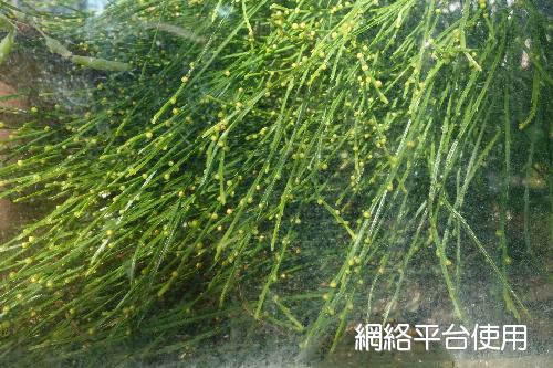 <I>Psilotum</I> <I>nudum</I> (L.) P. Beauv.&nbsp;???