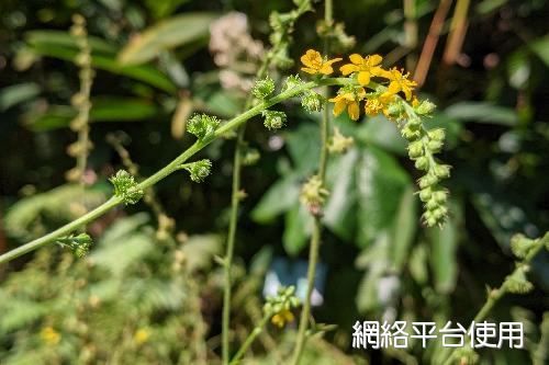 <I>Agrimonia</I> <I>pilosa</I> Ledeb. ???