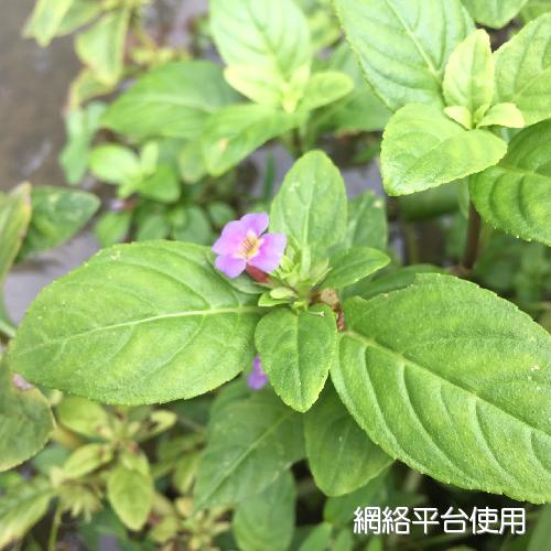 <I>Limnophila</I> <I>rugosa</I> (Roth) Merr. 
