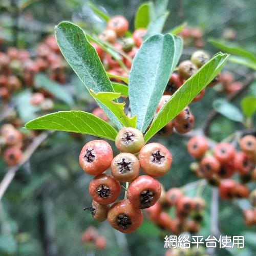 火棘 - 開花情報 - 最新消息 - 台北植物園