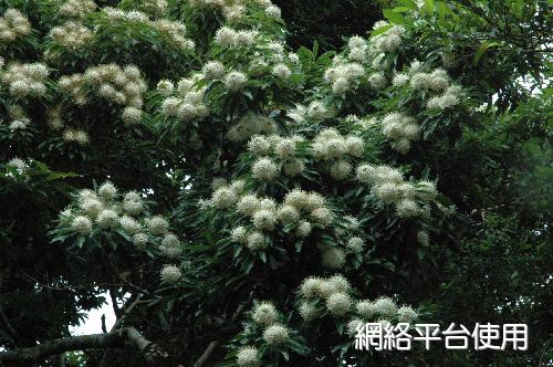 Reevesia formosana Sprague&nbsp;?????