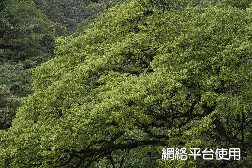 Celtis formosana Hayata&nbsp;??