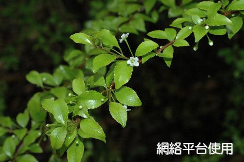 Ilex asprella (Hook. & Arn.) Champ. ex Benth.&nbsp;???