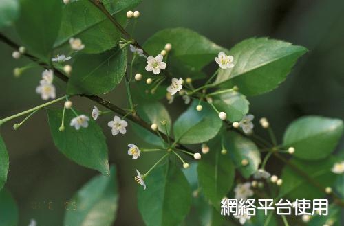 Ilex asprella (Hook. & Arn.) Champ. ex Benth.&nbsp;???