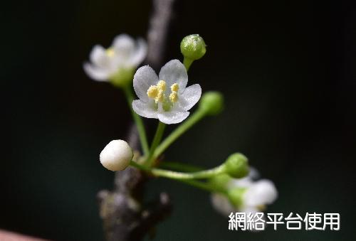 Ilex asprella (Hook. & Arn.) Champ. ex Benth.&nbsp;???