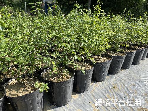 Ilex asprella (Hook. & Arn.) Champ. ex Benth.&nbsp;???