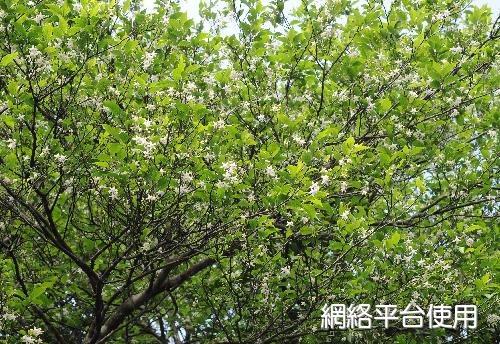 Styrax formosana Matsum.&nbsp;????