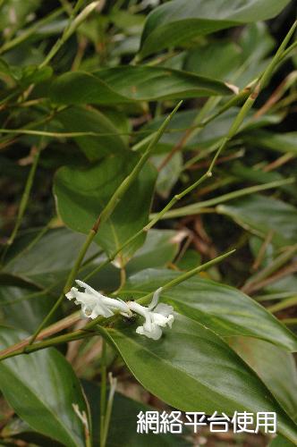 Donax cannaeformis (Forst. f.) Rolfe&nbsp;????