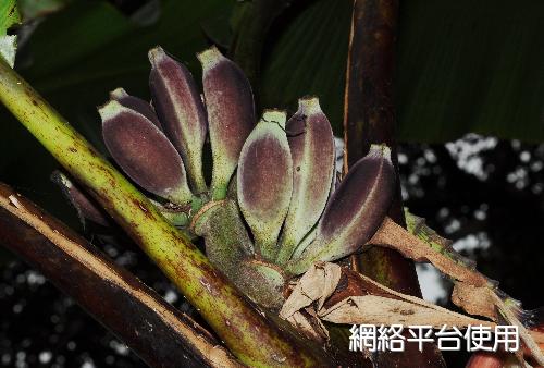 Musa basjoo Siebold var. formosana (Warb.) S. S. Ying&nbsp;????