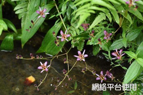 Tricyrtis formosana Bak.&nbsp;?????