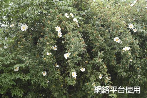 Rosa bracteata J. C. Wendl.&nbsp;?????