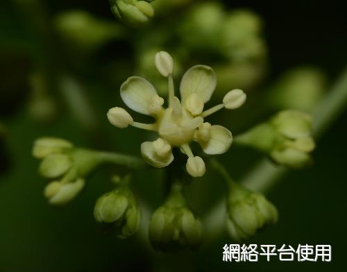 Hydrangea chinensis Maxim.&nbsp;???