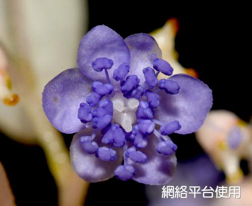 Cardiandra formosana Hayata&nbsp;??????