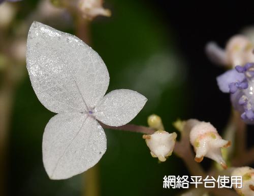 Cardiandra formosana Hayata&nbsp;??????
