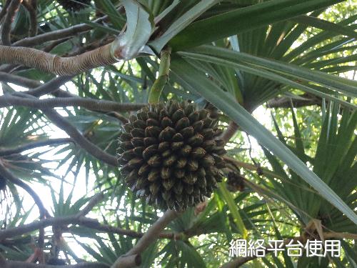 Pandanus utilis Bory?????