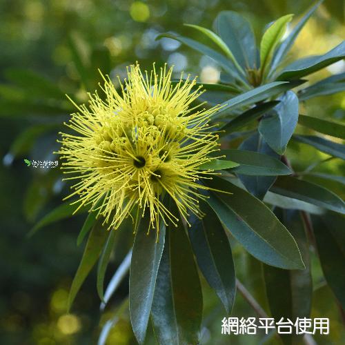 <I>Xanthostemon</I> <I>chrysanthus</I> (F. Muell.) Benth. 