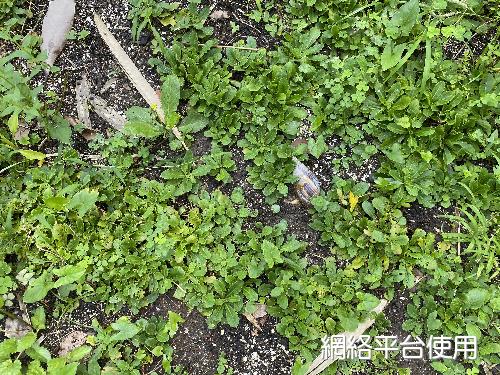 Mazus fauriei Bonati&nbsp;?????